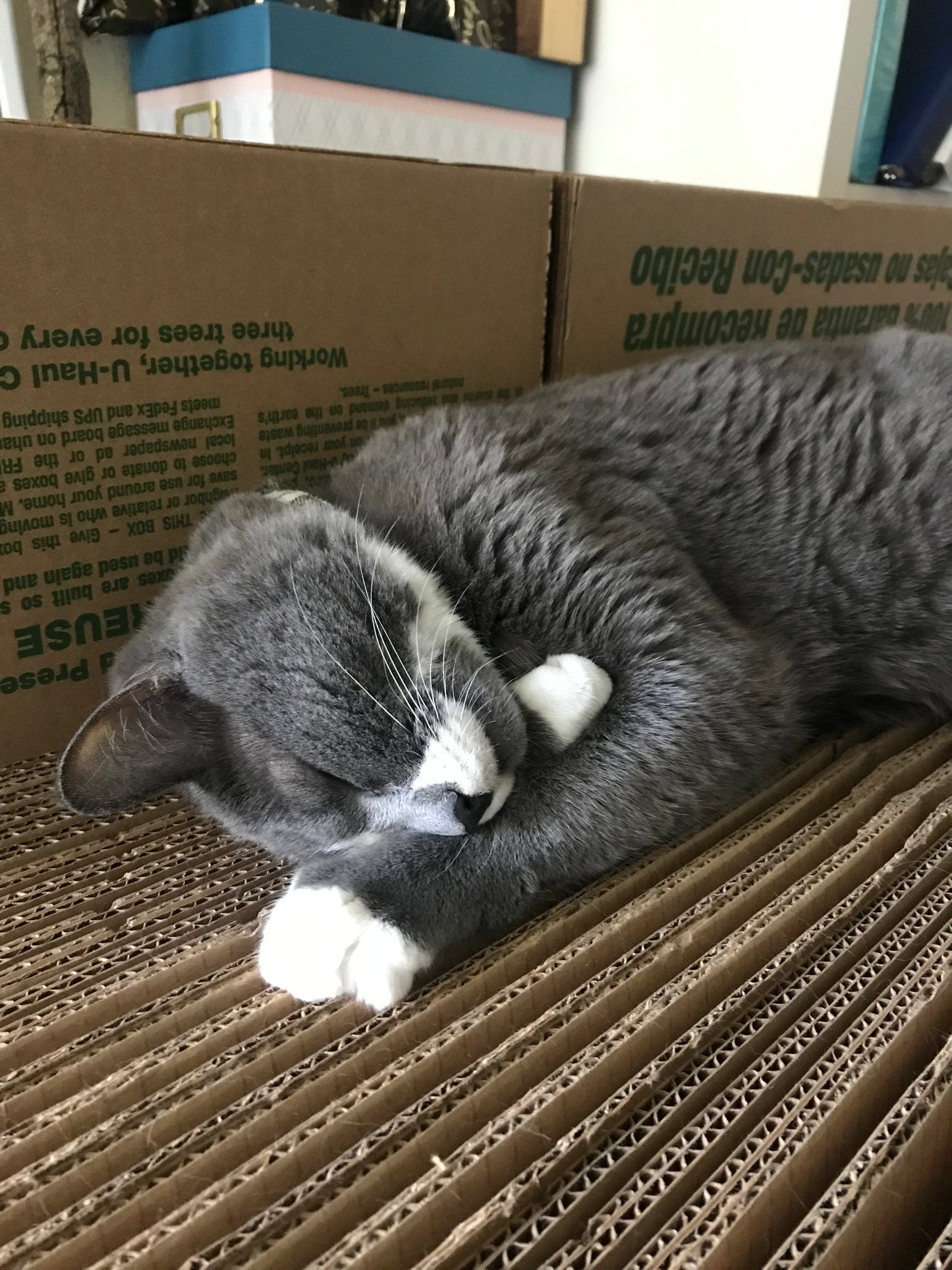 Roku Memorial Box - Limited